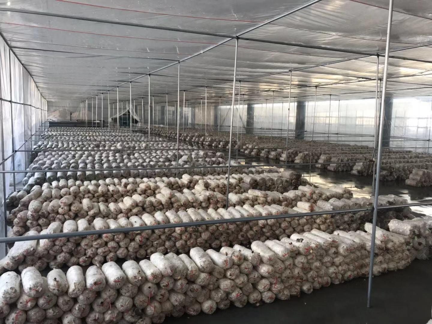 金针菇废料怎么利用