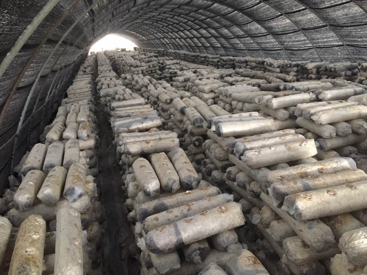 光温室巧利用　闲置空间栽平菇