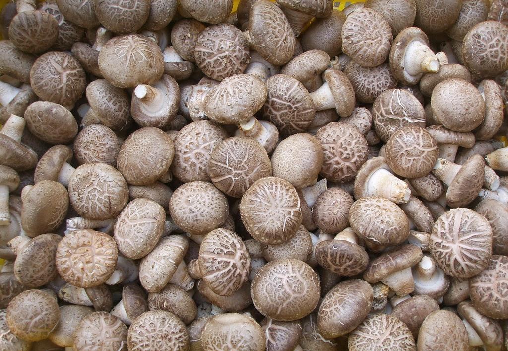 液体菌种养菇育种时间只需3天