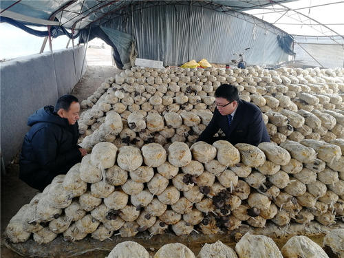 为什么平菇菌丝完全吃料后，有时仍迟迟不出菇？怎样补救