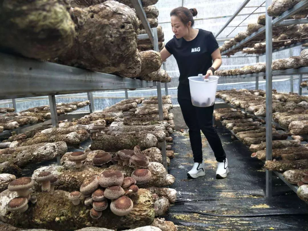 金针菇开伞速度快怎么办