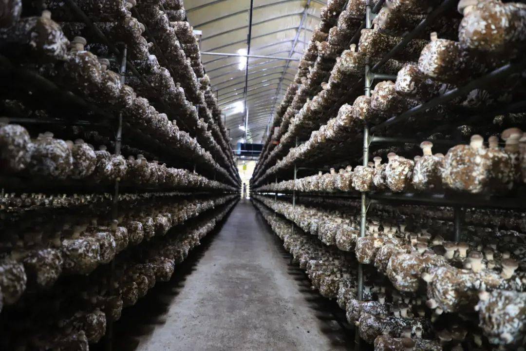 平菇喷洒凉开水可增产