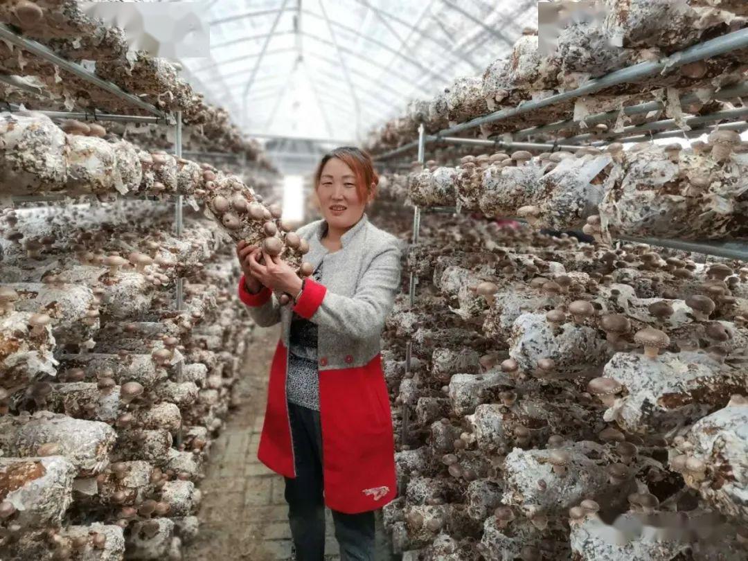 金针菇出菇怎么管水